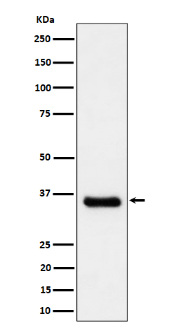 Cyclin H/p34 Rabbit mAb