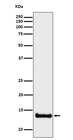 Cystatin B Rabbit mAb