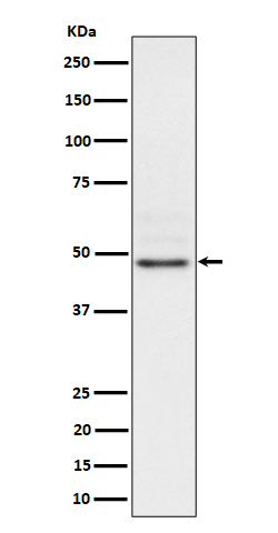 Nck2 Rabbit mAb