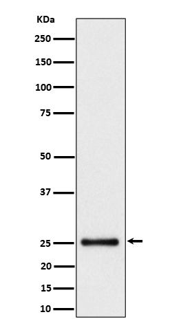 HMG4 Rabbit mAb