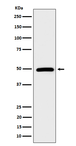 AMSH Rabbit mAb