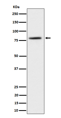 TORC2 Rabbit mAb