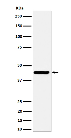 Nodal Rabbit mAb