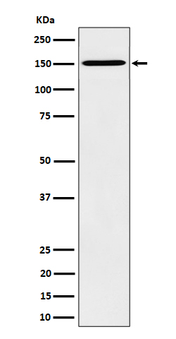 HDLBP Rabbit mAb