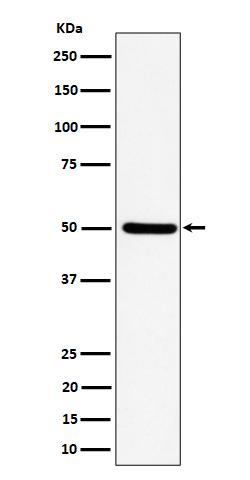 UBA3 Rabbit mAb