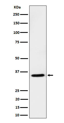 USF1 Rabbit mAb