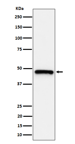 ING1 Rabbit mAb