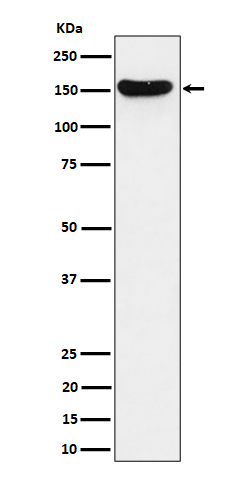 HDLBP Rabbit mAb