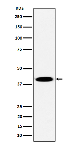 Pleckstrin Rabbit mAb