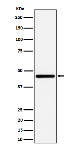 GNA13 Rabbit mAb