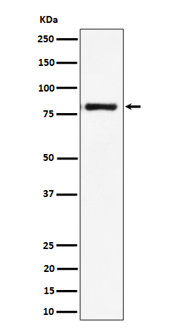 LTK Rabbit mAb