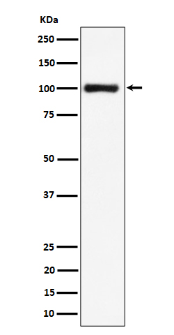 Nucleolin Rabbit mAb