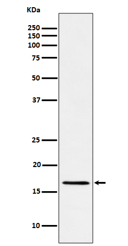 RBM3 Rabbit mAb