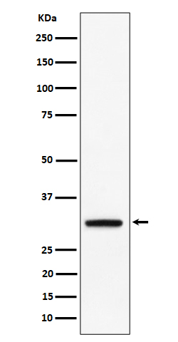 PLSCR3 Rabbit mAb