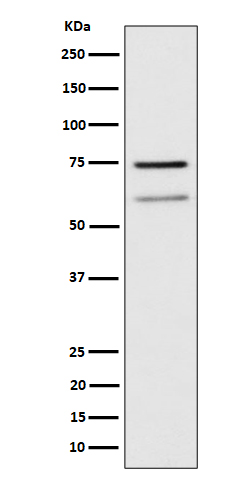 WDR1 Rabbit mAb