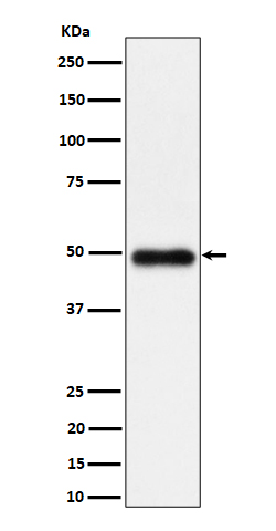 NgR3 Rabbit mAb