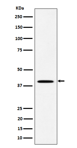 DLX3 Rabbit mAb