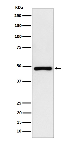 PAH Rabbit mAb