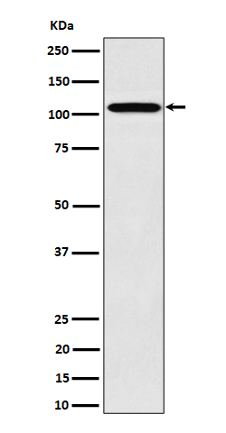 Nup107 Rabbit mAb