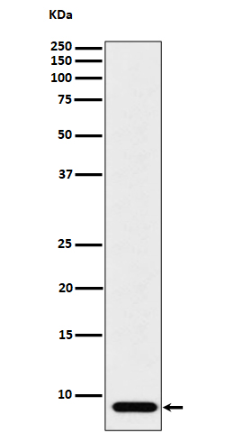 ATP5G1 Rabbit mAb