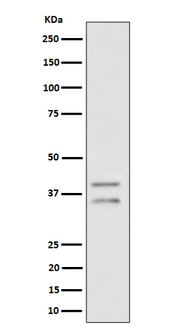 UFD1L Rabbit mAb