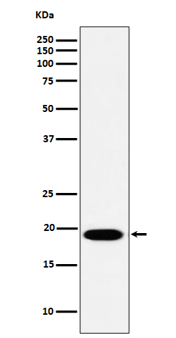 MSRB3 Rabbit mAb