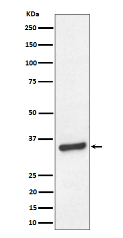 TCEA1 Rabbit mAb