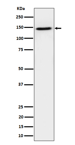 TAF3 Rabbit mAb