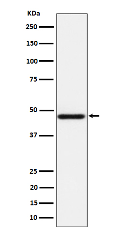 AZI2 Rabbit mAb