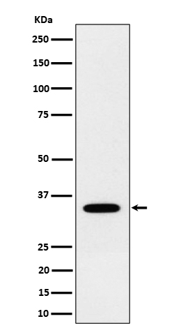 NTH1 Rabbit mAb