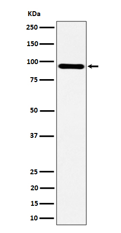 TNS4 Rabbit mAb