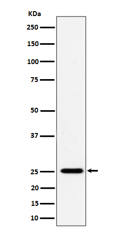 CFD Rabbit mAb