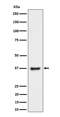 RNF115 Rabbit mAb