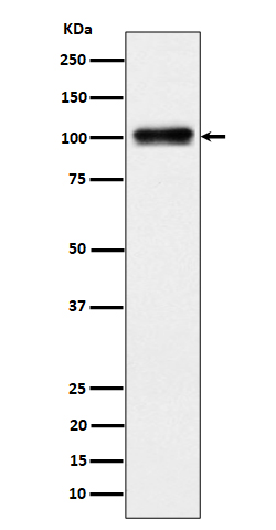 Nesprin3 Rabbit mAb