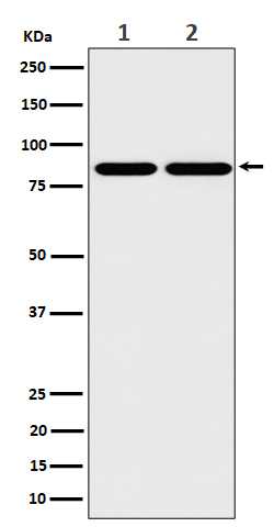 RAB45 Rabbit mAb