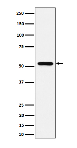 GRSF1 Rabbit mAb