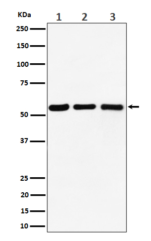 PRPF4 Rabbit mAb