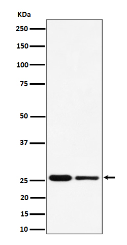 PMF1 Rabbit mAb