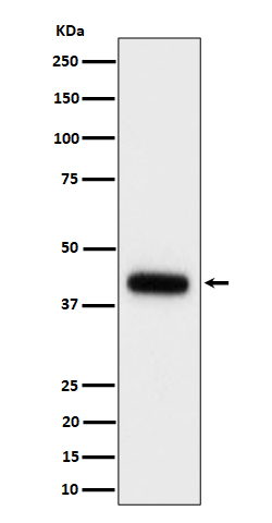 Clusterin Rabbit mAb