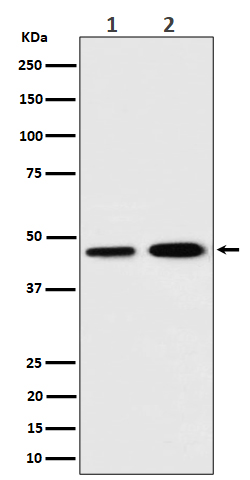 TIM44 Rabbit mAb