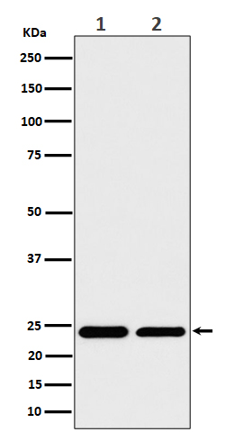 RPS8 Rabbit mAb