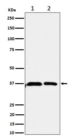 Serine racemase Rabbit mAb