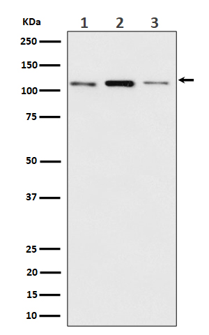 Meckelin Rabbit mAb