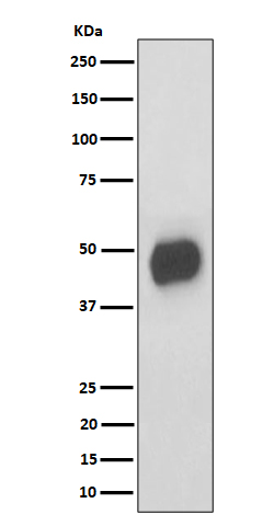 CD147 Rabbit mAb