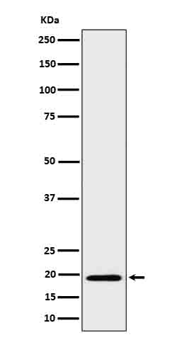 BCL2L15 Rabbit mAb