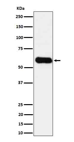 CD275 Rabbit mAb