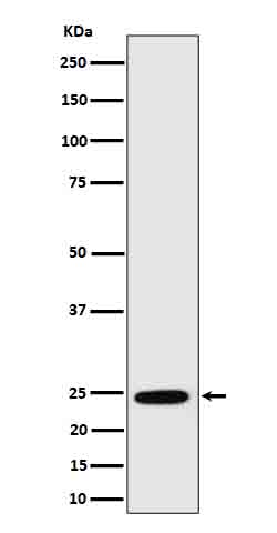 RalA Rabbit mAb