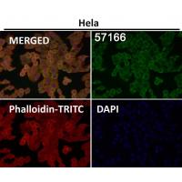 CD223 Rabbit mAb