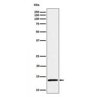 IL15 Antibody