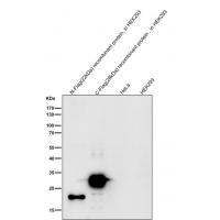 Flag-Tag Rabbit mAb